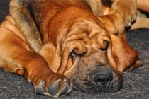 Các giống chó kém thông minh, vụng về nhất quả đất