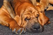 Các giống chó kém thông minh, vụng về nhất quả đất