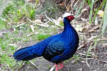 Ly kỳ màn xuất hiện của gà lôi lam màu trắng Việt cực hiếm 