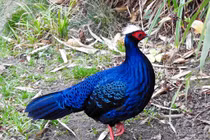 Ly kỳ màn xuất hiện của gà lôi lam màu trắng Việt cực hiếm 