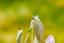 Chiêm ngưỡng các loài côn trùng độc, lạ nhất thế giới