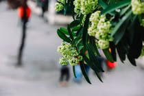 Mối tình tuổi đôi mươi của nhà thơ Nguyễn Phan Hách trong “Hoa sữa“