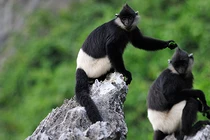 Khám phá những điều kỳ bí nhất ở vườn quốc gia Cúc Phương 