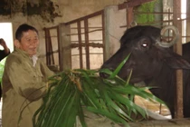 Hồ Giáo: Khi anh hùng chỉ thích…. chăn bò