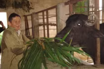 Hồ Giáo: Khi anh hùng chỉ thích…. chăn bò