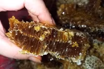 Săn lùng cũng khó mua, mật ong đắng có gì siêu hiếm? 