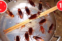 Không hóa chất, bằng cách này bạn dễ dàng "thổi bay" gián khỏi nhà