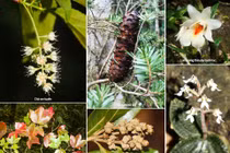 Tận mục những loài đặc hữu có 1-0-2 ở vườn quốc gia Vũ Quang