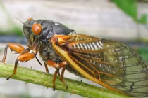Giải mã loạt năng lực đặc biệt chỉ có ở loài ve sầu