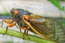 Giải mã loạt năng lực đặc biệt chỉ có ở loài ve sầu