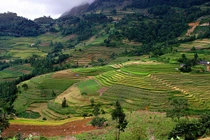 Chiêm ngưỡng vẻ đẹp ngỡ ngàng của cõi mơ Si Ma Cai Lào Cai