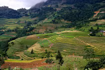 Chiêm ngưỡng vẻ đẹp ngỡ ngàng của cõi mơ Si Ma Cai Lào Cai