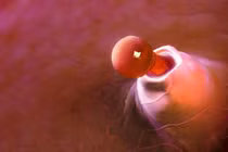 Những sự thật về trứng phụ nữ khiến đàn ông sốc nặng (2)