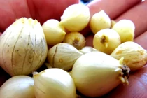 Dùng củ nén có đuổi được rắn lục đuôi đỏ?