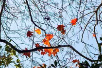 Muốn ngắm lá phong đỏ ở Việt Nam, hãy đến Pha Luông