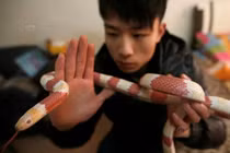 Dân mạng rùng mình với đàn rắn độc cưng của trai 9X