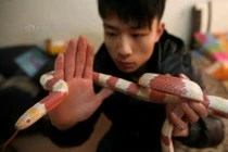 Dân mạng rùng mình với đàn rắn độc cưng của trai 9X