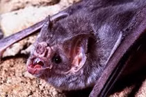Những phát hiện nổi da gà về loài dơi ma cà rồng (1)