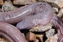 19 loài “quái thú” lạ lùng khó tin nhất hành tinh