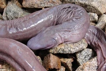 19 loài “quái thú” lạ lùng khó tin nhất hành tinh