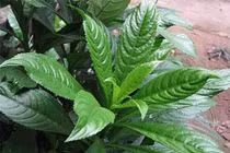 Những tuyệt chiêu trị ho có đờm cho trẻ nhỏ 