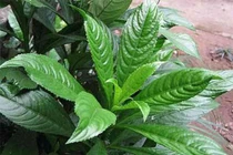 Những tuyệt chiêu trị ho có đờm cho trẻ nhỏ 