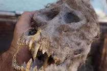 Đào được hộp sọ khủng khiếp của người sói 