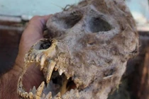 Đào được hộp sọ khủng khiếp của người sói 