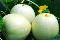 Cách chọn dưa lê ngọt lịm và không độc