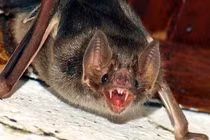 Những phát hiện nổi da gà về loài dơi ma cà rồng (2)