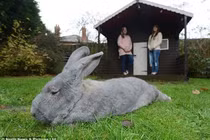 Con thỏ khổng lồ dài gần 1 mét