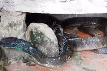 Hổ mang chúa khổng lồ bị dân khâu miệng giờ ra sao?