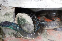 Hổ mang chúa khổng lồ bị dân khâu miệng giờ ra sao?