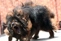 Những vụ chó ngao Tây Tạng giết người kinh hãi