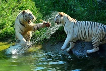 Bí ẩn về hổ trắng cực hiếm có tại Việt Nam