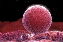 Những sự thật gây choáng váng về... trứng người (1)