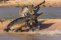 Con báo chột mắt giết cá sấu chỉ bằng một nhát cắn