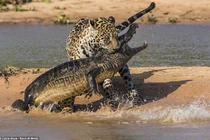 Con báo chột mắt giết cá sấu chỉ bằng một nhát cắn