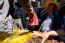 Cận cảnh phố Tây Tạng bán đông trùng hạ thảo như bán rau