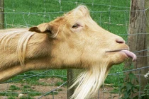 Ảnh bá đạo về loài dê khiến dân mạng sặc cười (2)