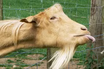 Ảnh bá đạo về loài dê khiến dân mạng sặc cười (2)