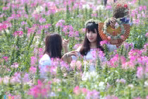 Thiếu nữ Hà Thành đổ xô đi chụp ảnh hoa túy điệp