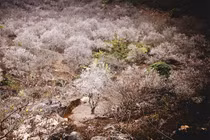 Hoa mơ trắng tinh khiết tạo cảnh thần tiên ở Mộc Châu