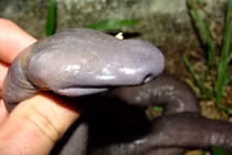 Kinh dị loài rắn mù có hình thù giống... “của quý”