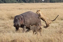 Tận mục 4 sư tử cái bủa vây, cắn xé hà mã