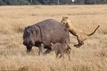 Tận mục 4 sư tử cái bủa vây, cắn xé hà mã