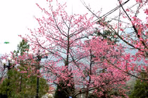 Hoa anh đào nở rộ ở Sa Pa làm ngẩn ngơ du khách