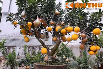 Khó rời mắt bưởi cảnh chơi Tết giá 40 triệu đồng