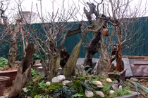 Cận cảnh đào lũa cổ quái chơi Tết trên phố Hà Nội