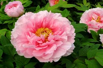 Gợi ý 5 loại hoa rước phú quý cát tường vào nhà ngày Tết